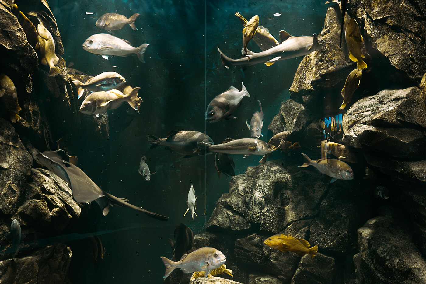 庄内の川や池・庄内の海