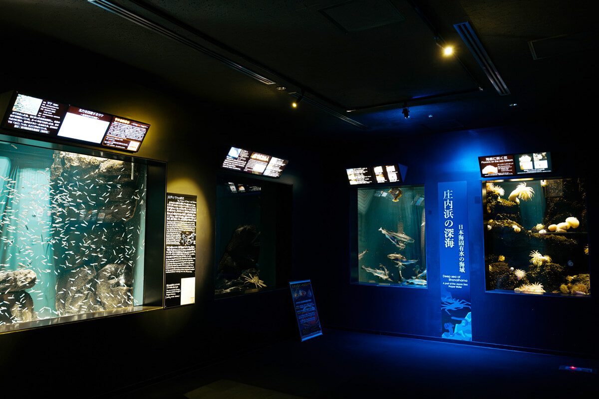 庄内の川や池・庄内の海 サブ画像