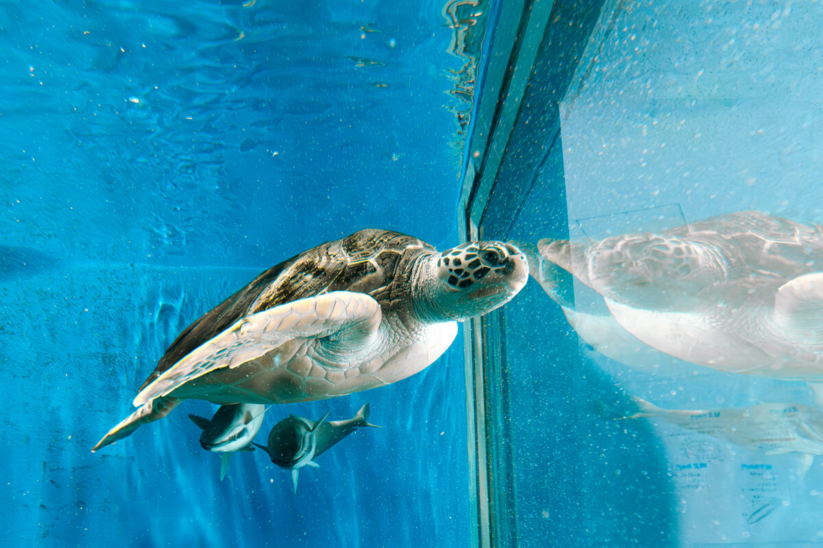 庄内の川や池・庄内の海