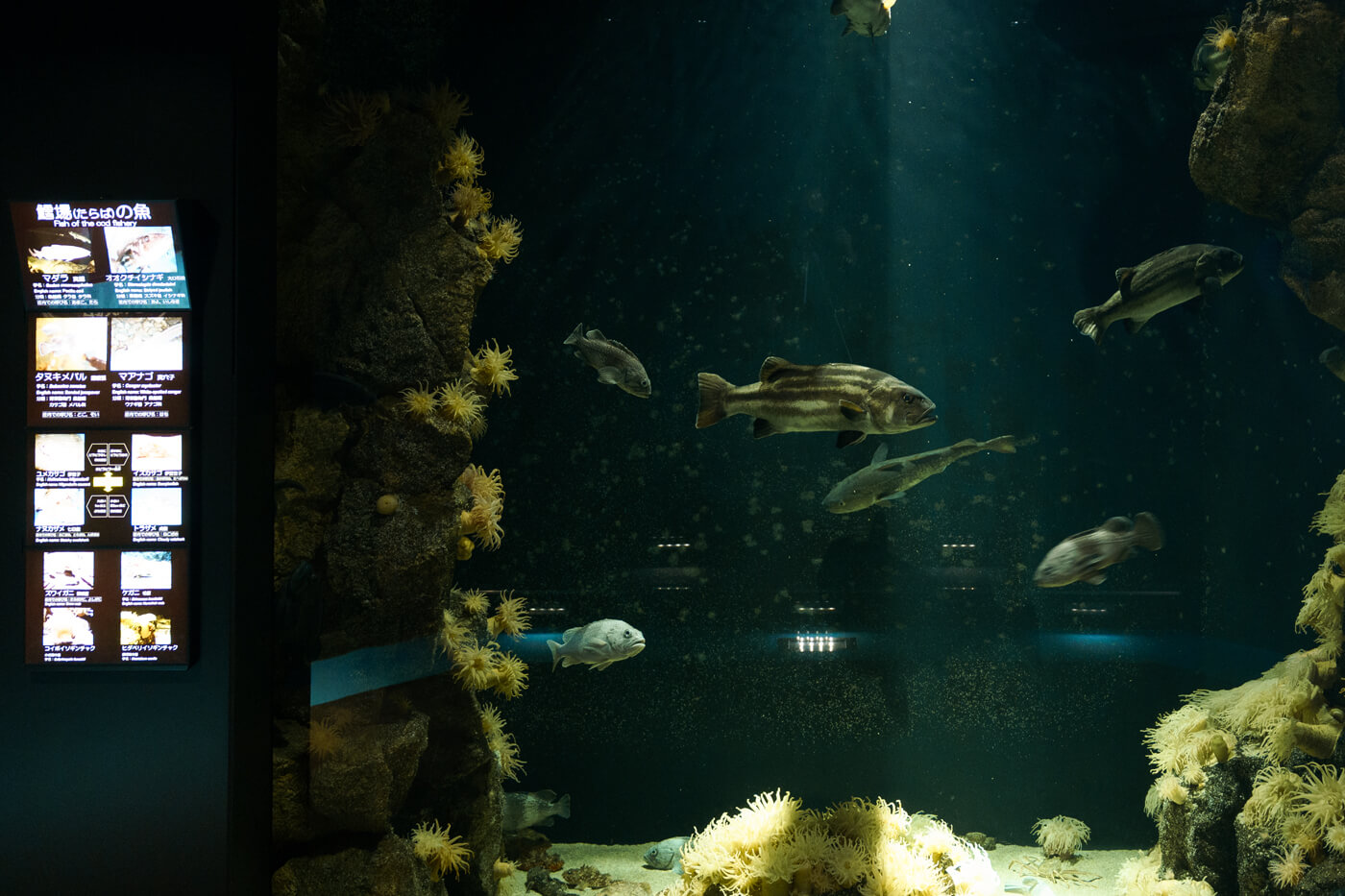 庄内の川や池・庄内の海