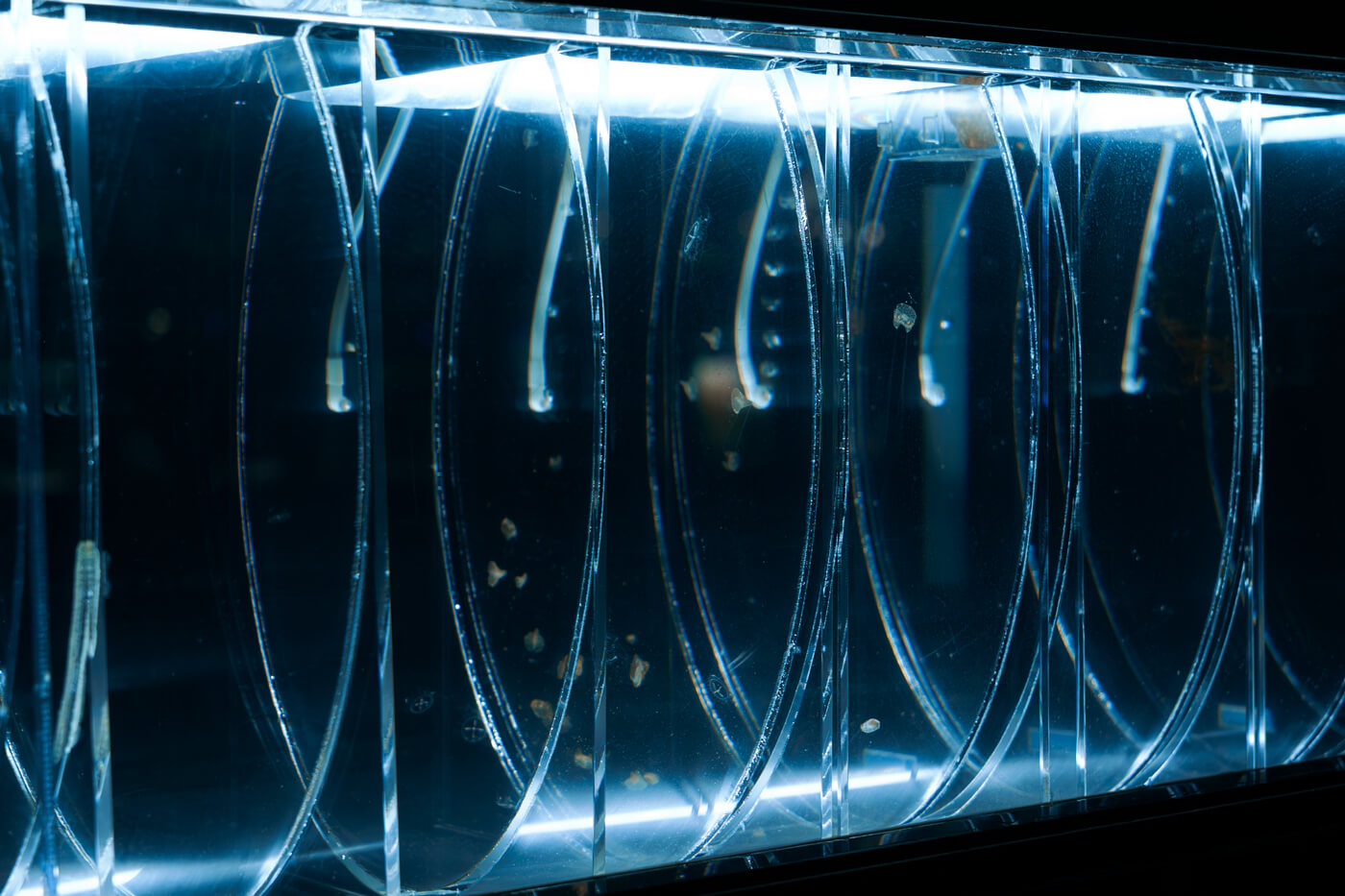 マイクロアクアリウム