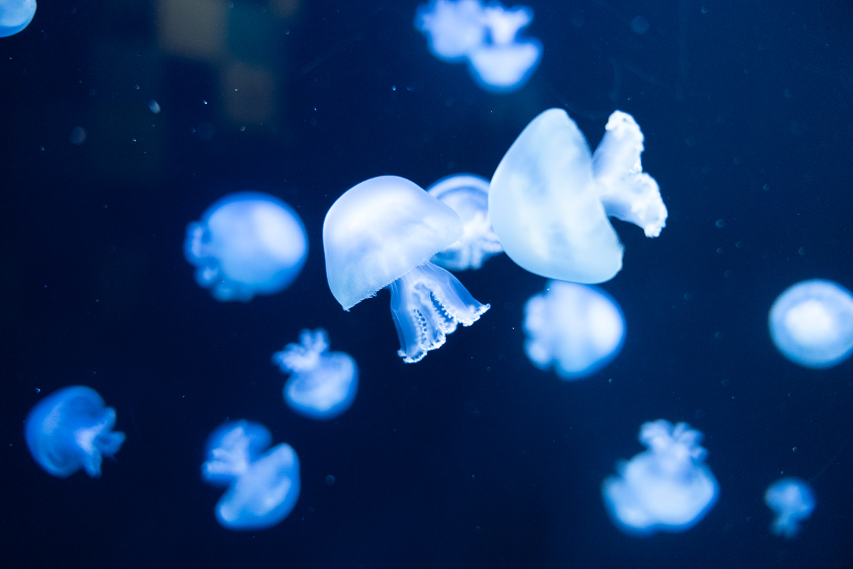 年間パスポート