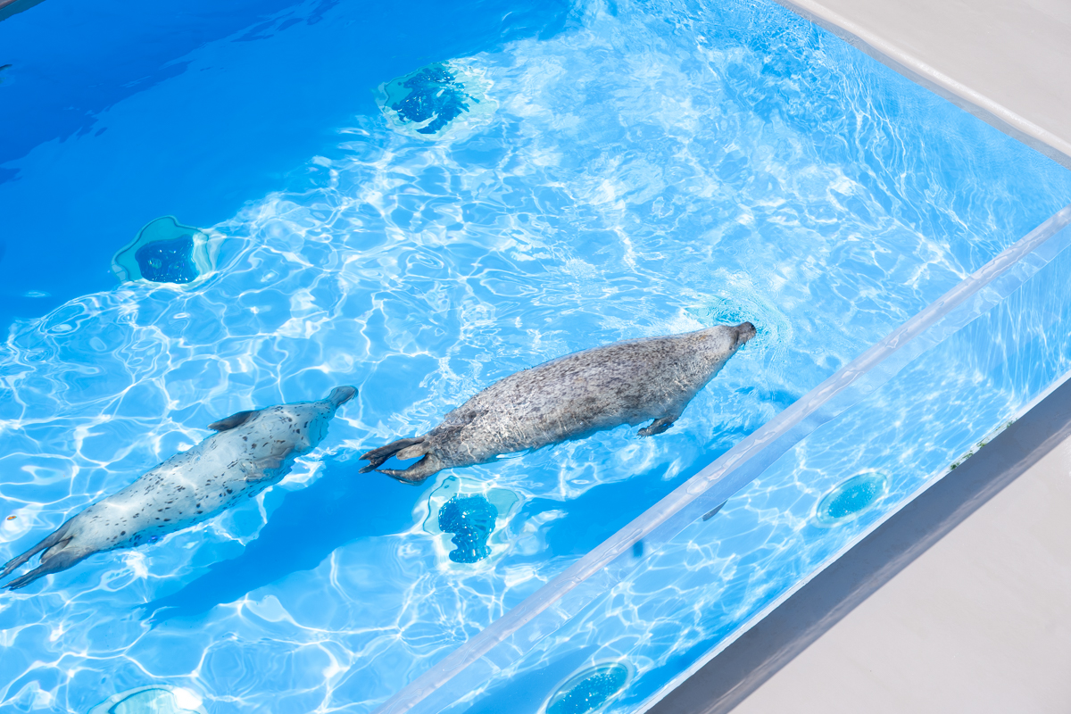 ひれあしプール