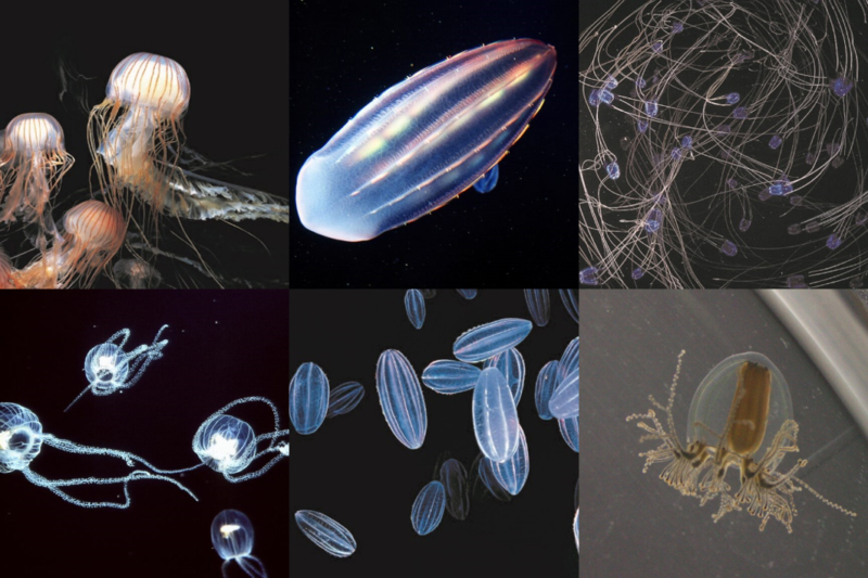 加茂水族館クラゲ図鑑