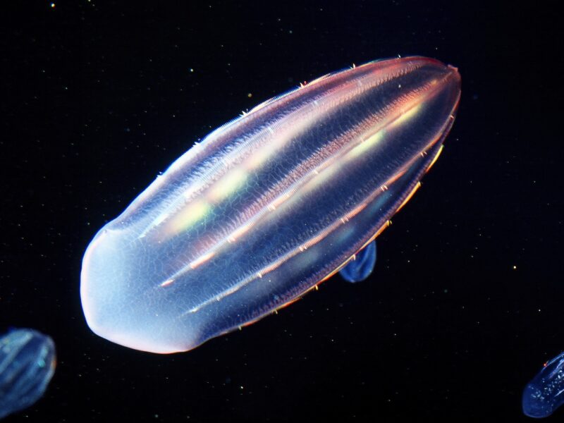 アミガサクラゲ