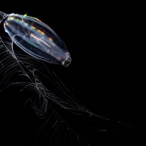 フウセンクラゲ