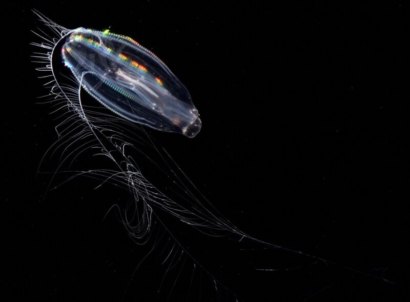 フウセンクラゲ