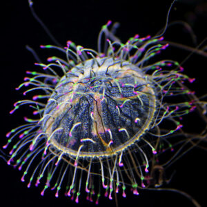 ハナガサクラゲ