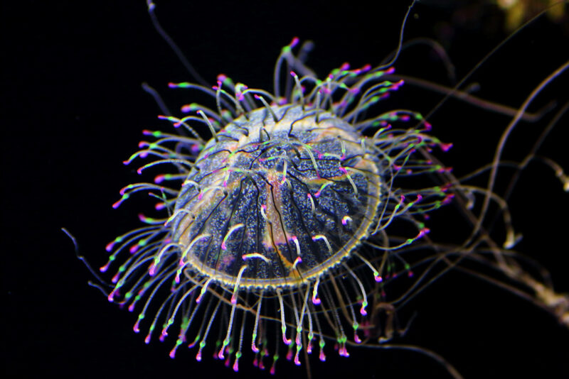 ハナガサクラゲ