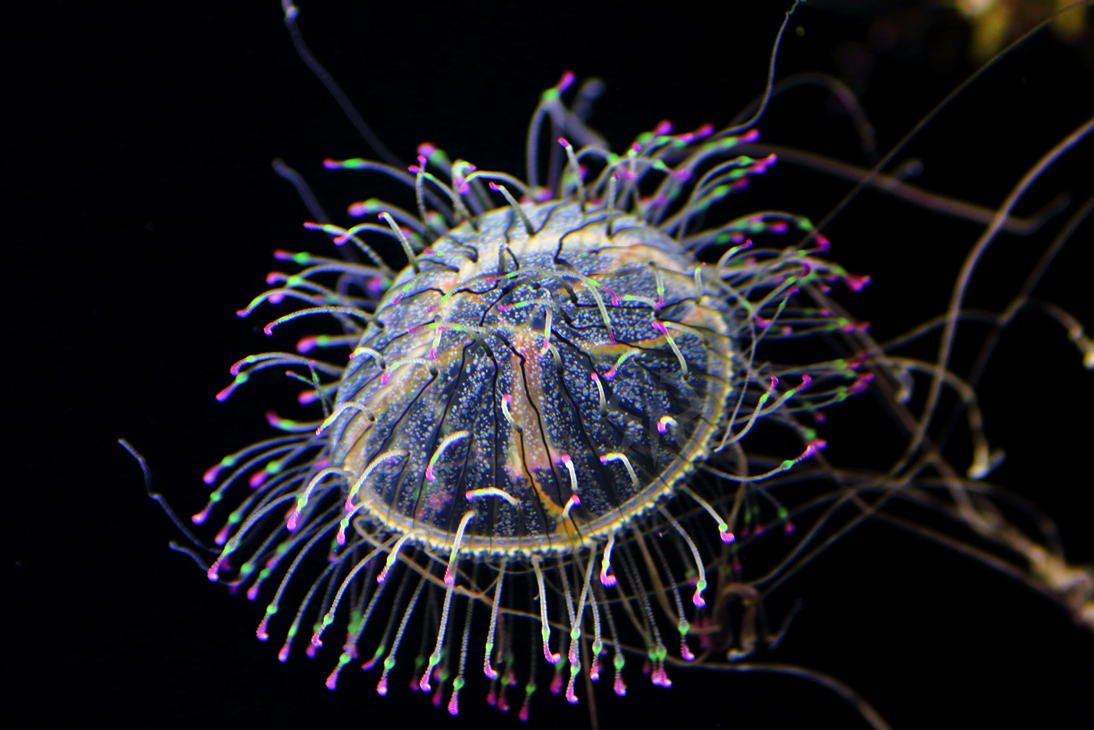 ハナガサクラゲ