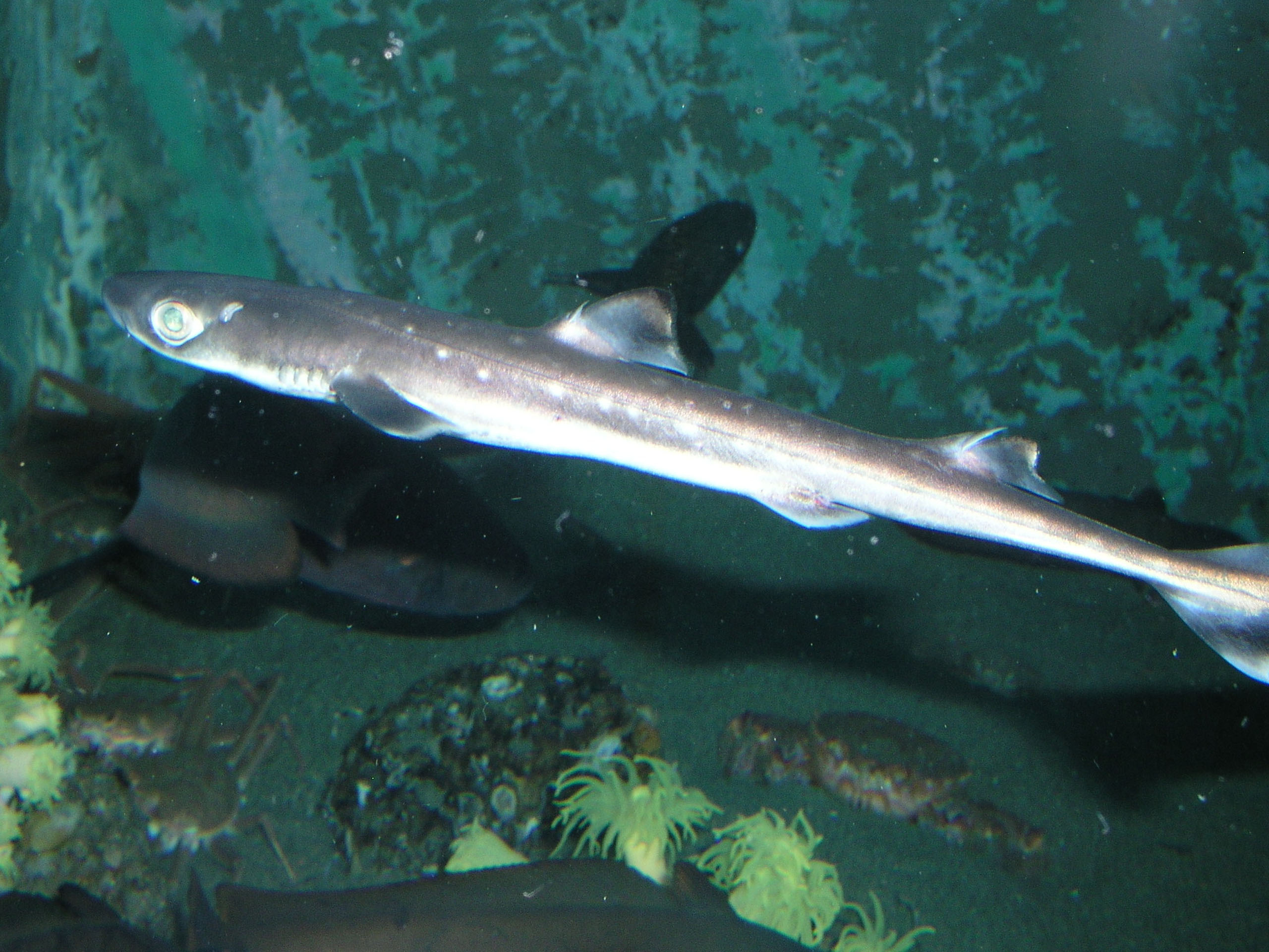 アブラツノザメ