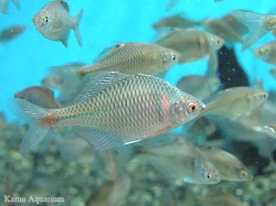 タイリクバラタナゴ