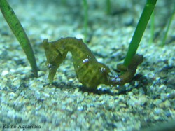 タツノオトシゴ