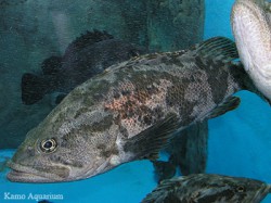 タケノコメバル