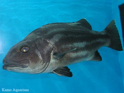 オオクチイシナギ