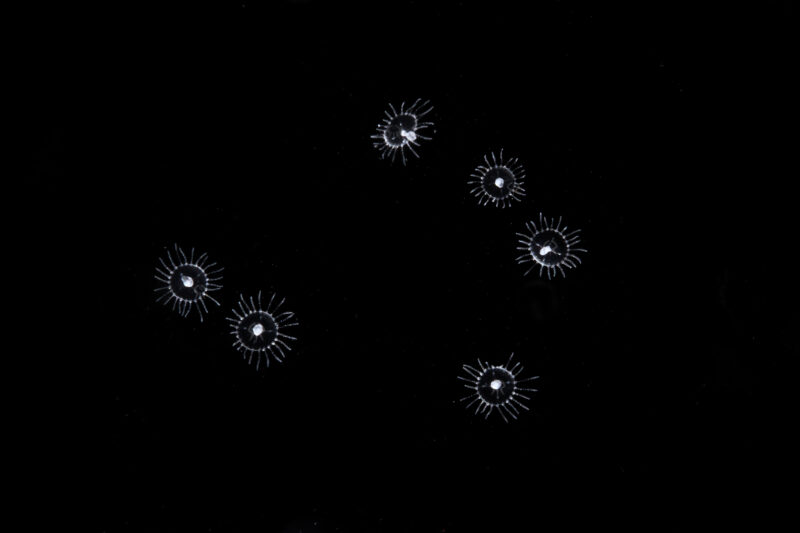 ヒラタオベリア