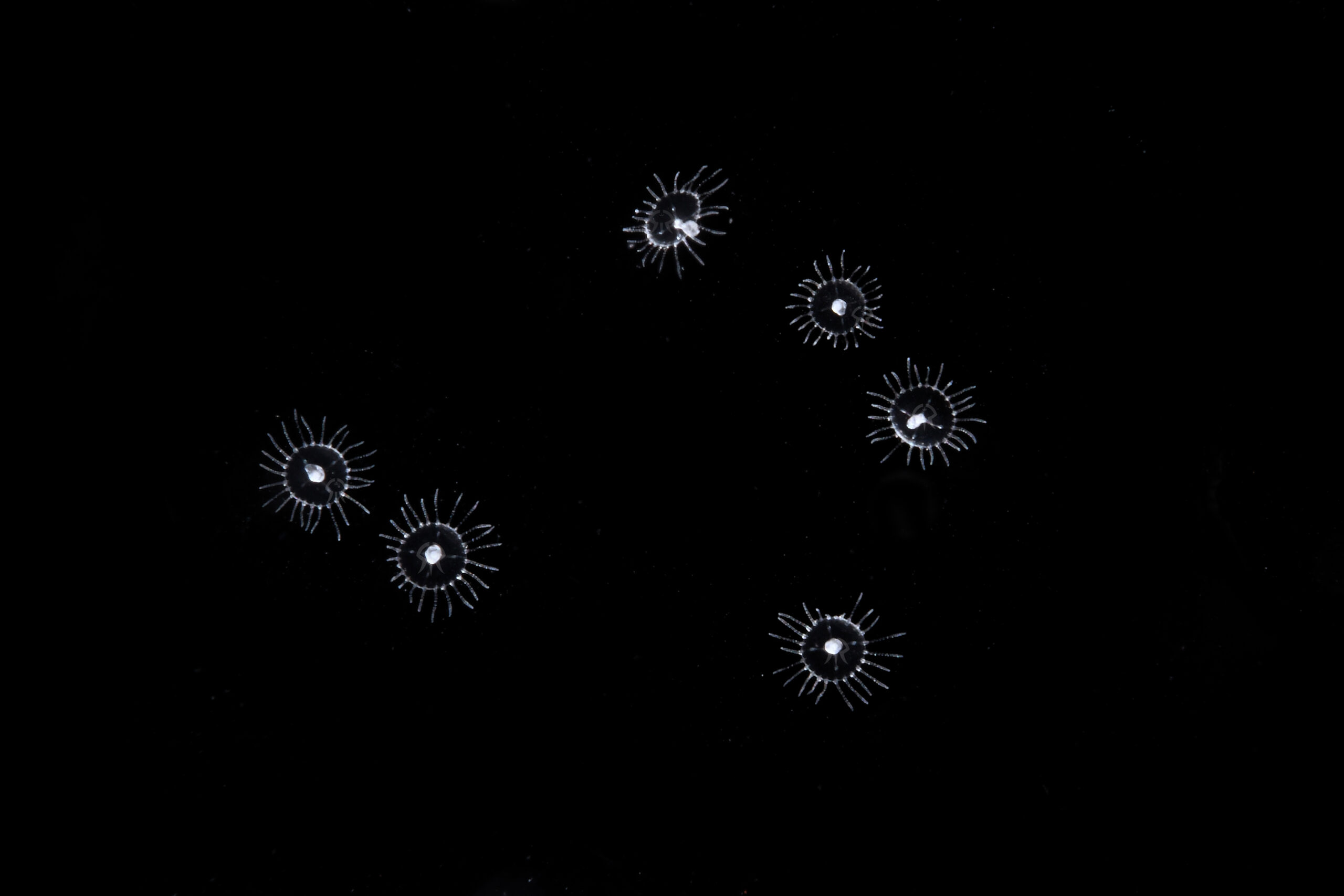 ヒラタオベリア