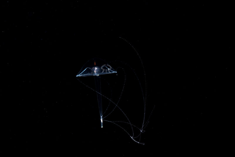 カラカサクラゲ