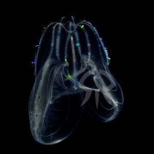 キタカブトクラゲ