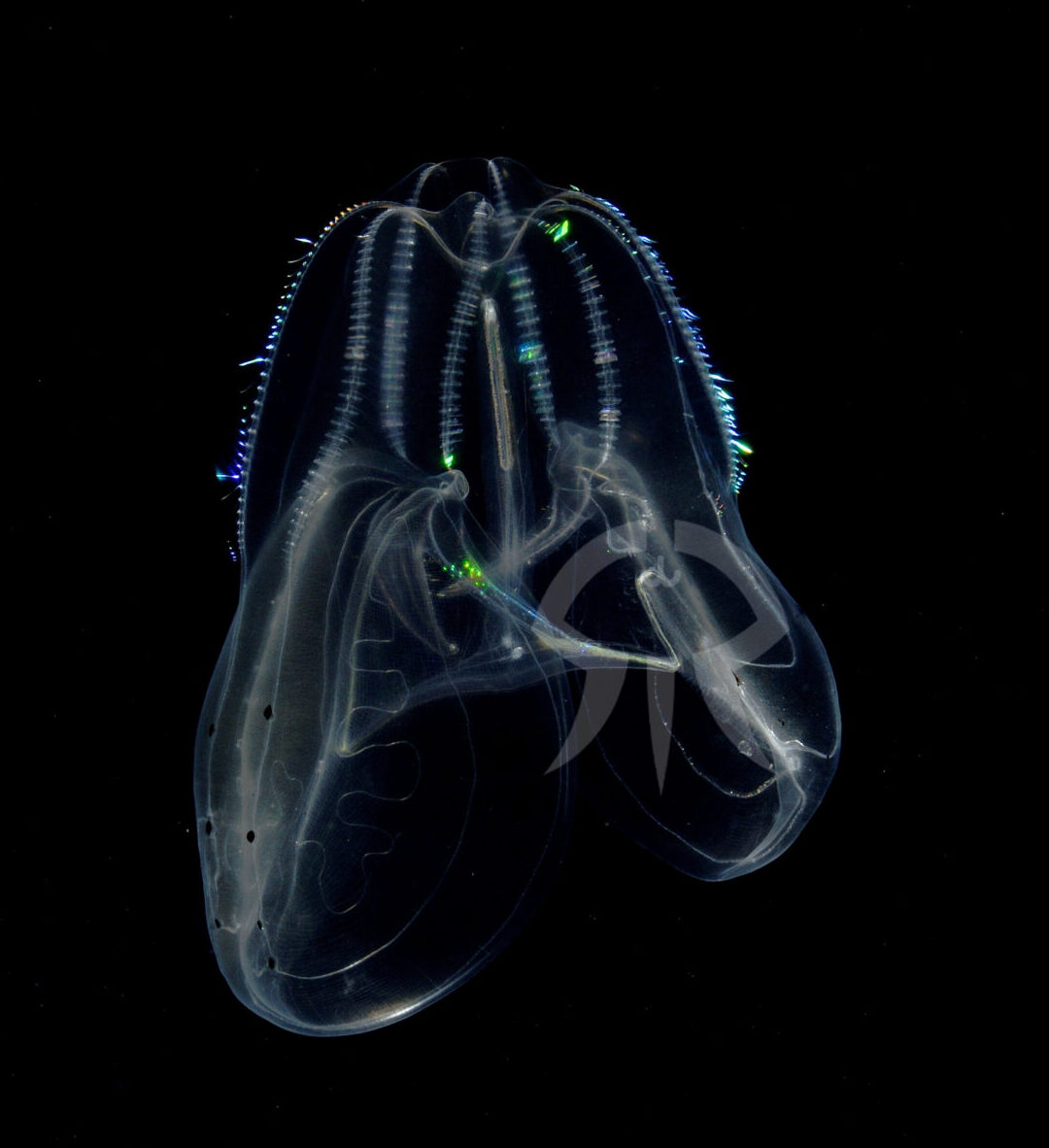 キタカブトクラゲ