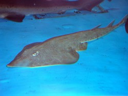 コモンサカタザメ