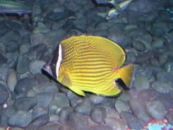 チョウチョウウオ