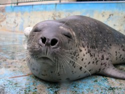 ゴマフアザラシ