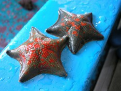 イトマキヒトデ