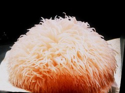 ダーリアイソギンチャク