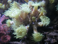 ニホンキサンゴ