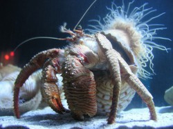 ケスジヤドカリ