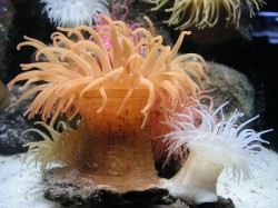 コイボイソギンチャク