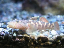 シマヨシノボリ