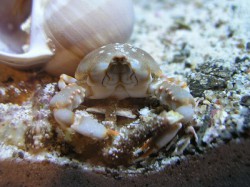 ツノナガコブシ