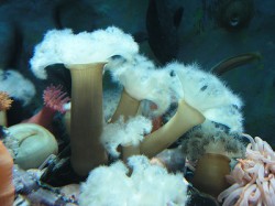 ヒダベリイソギンチャク