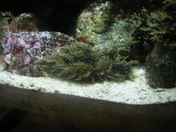 フレリトゲアメフラシ