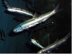 カタクチイワシ