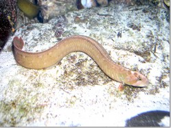 ダイナンギンポ