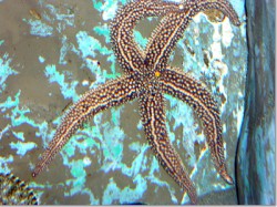 ニッポンヒトデ