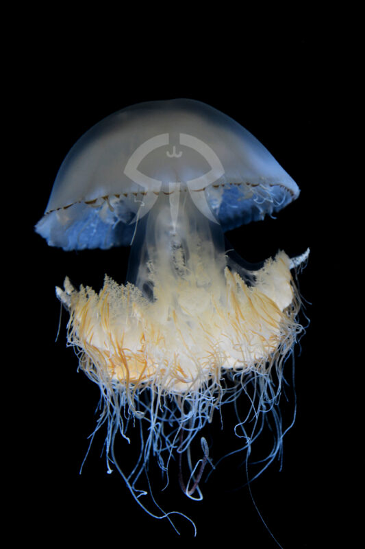 エチゼンクラゲ