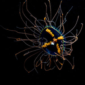 カギノテクラゲ