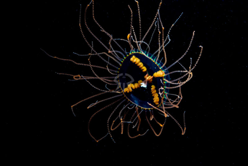 カギノテクラゲ