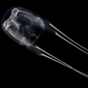 アンドンクラゲ