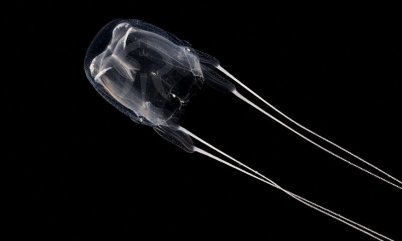 アンドンクラゲ