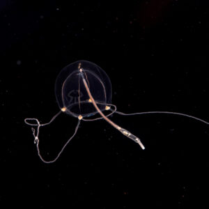 サルシアクラゲ