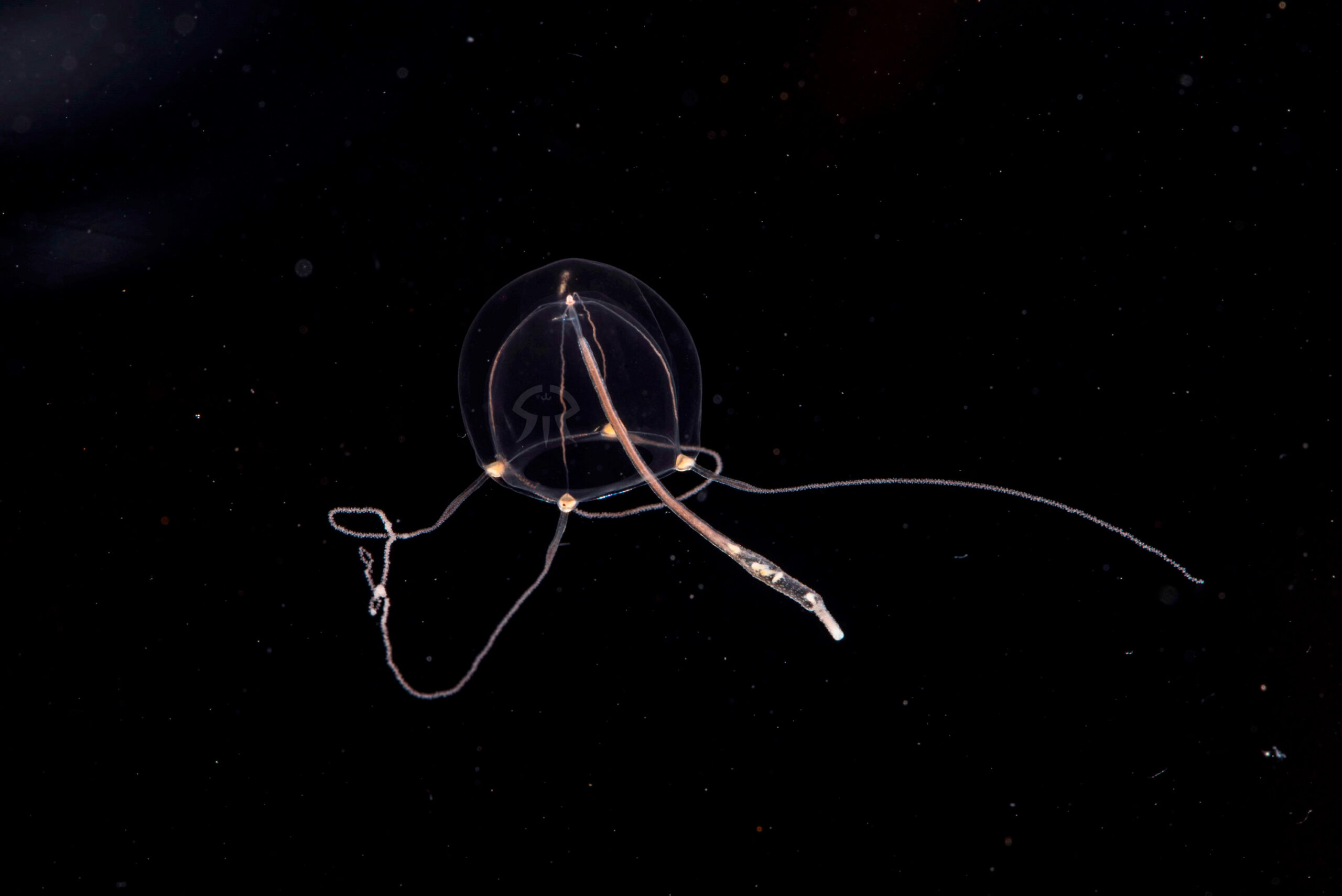 サルシアクラゲ