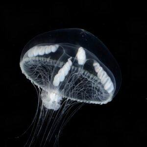 シロクラゲ