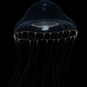 ヒトモシクラゲ