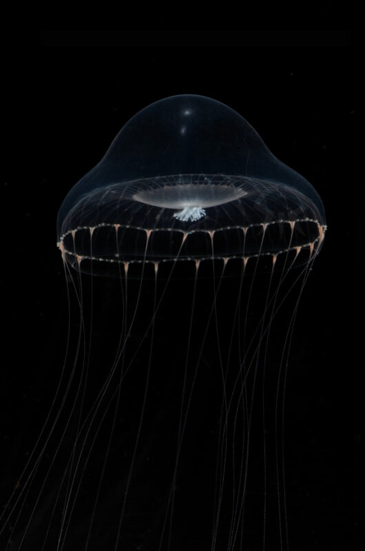 ヒトモシクラゲ