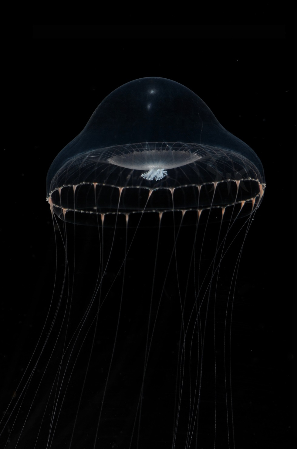 ヒトモシクラゲ